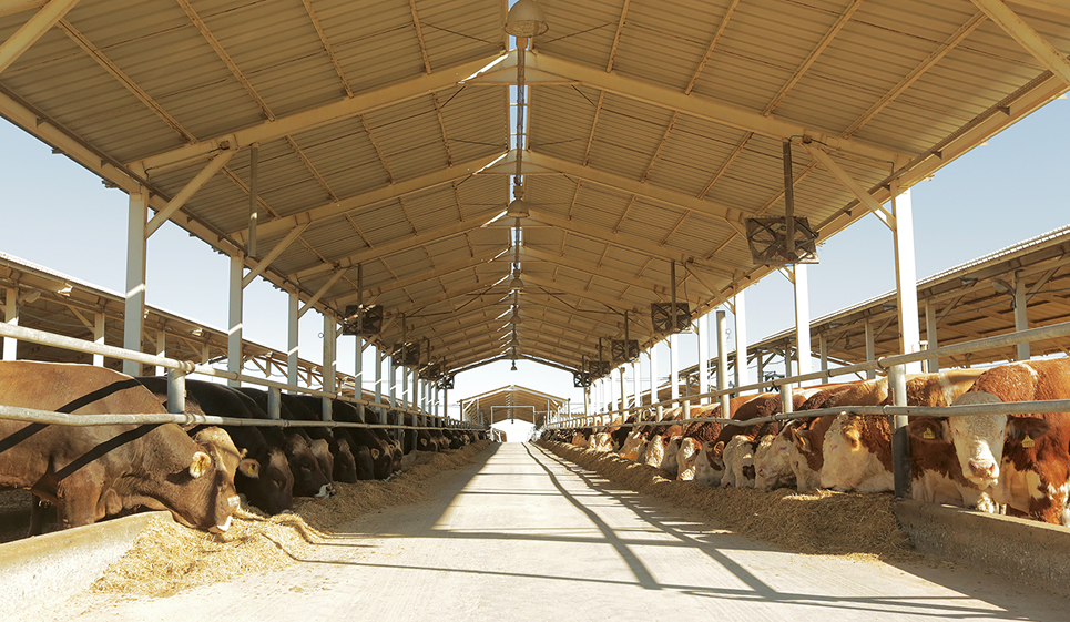 Şanlıurfa Besi Çiftliği